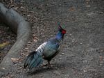 Kilauea Iki Crater - Kalij Pheasant

